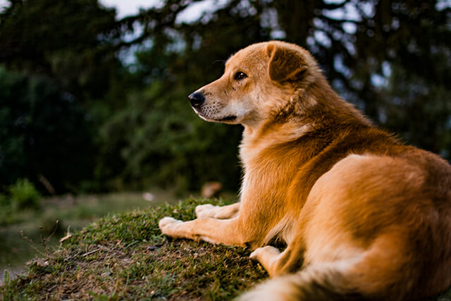 himalayas-dog-breed