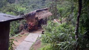 Nongriat - History of Living Root Bridges And Khasi People