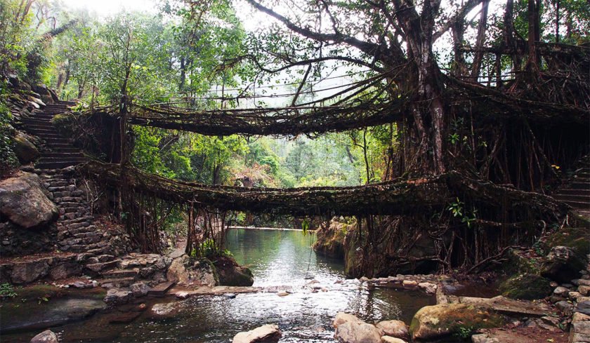 Nongriat - History of Living Root Bridges And Khasi People