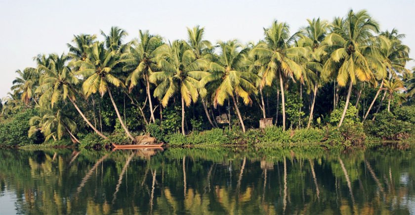 coconut trees