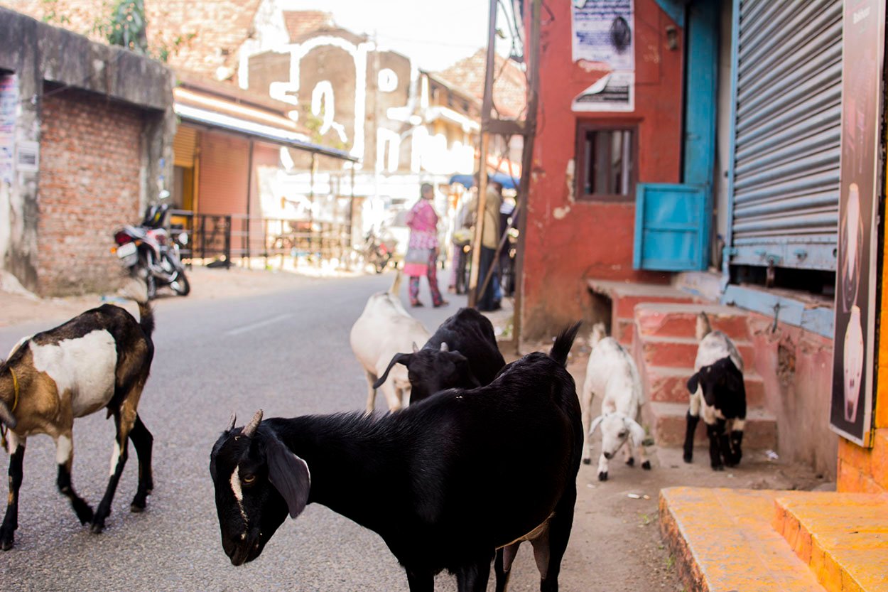 fort kochi photos