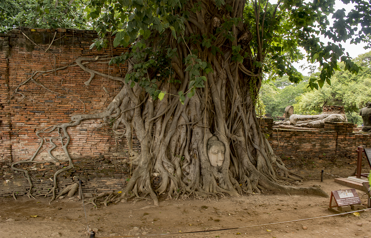bayutthaya buddha tree ayutthaya 