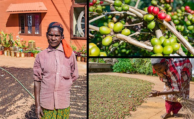 coorg-coffee-harvesting