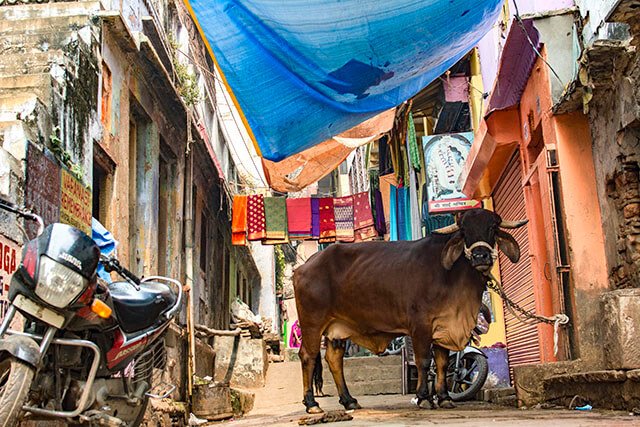 varanasi cows