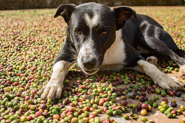 dog-eating-grass