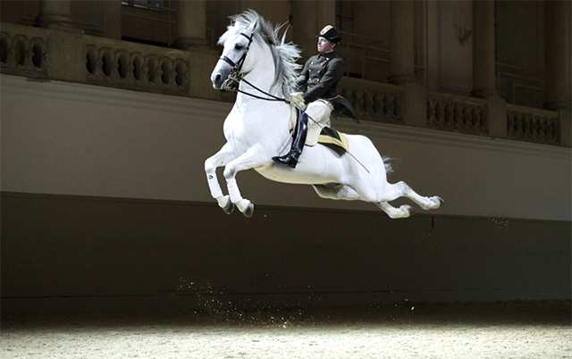 vienna Spanish School Of Horse Riding