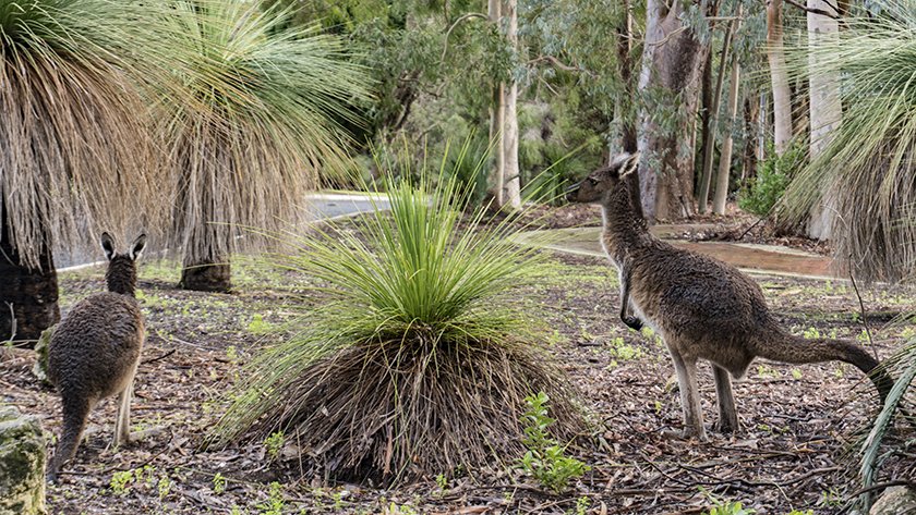 Yanchep National Park perth