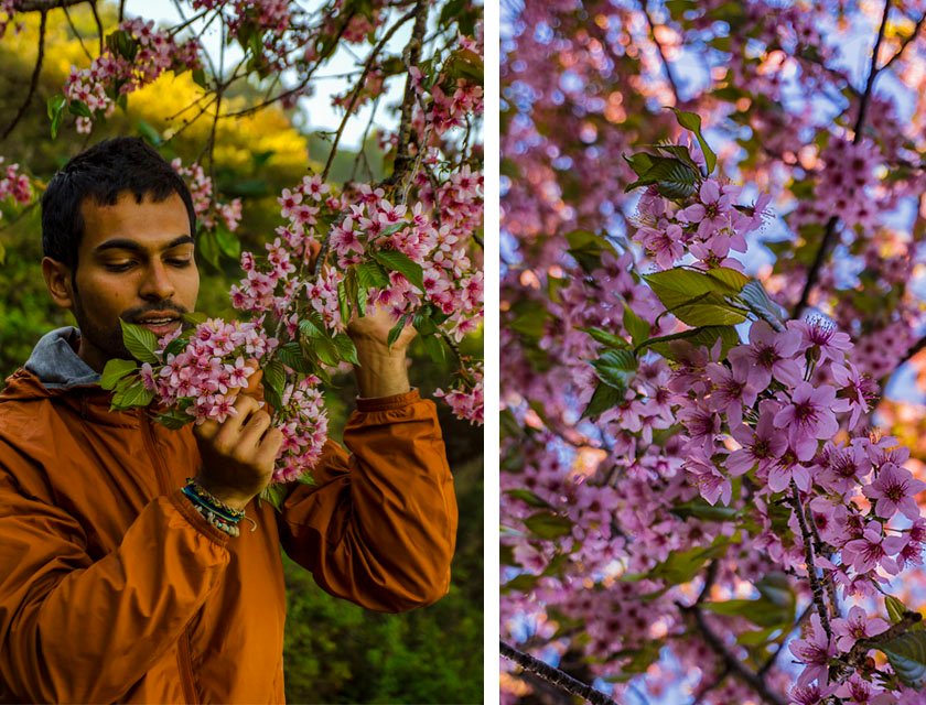 Travel Guide to Nagaland's Cherry Blossoms