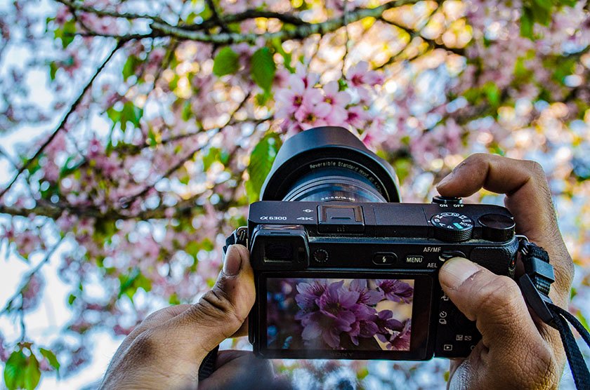 Cherry blossom Nagaland