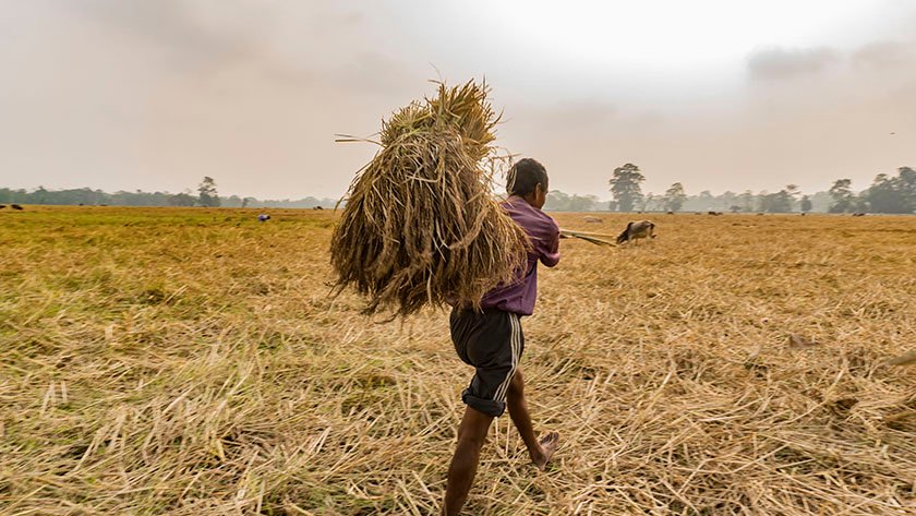 paddy fields