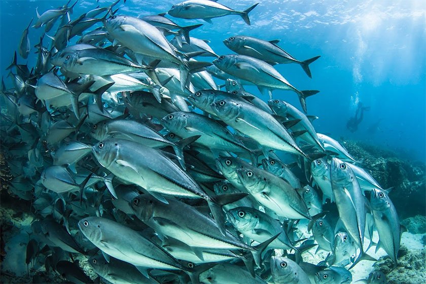 great barrier reef