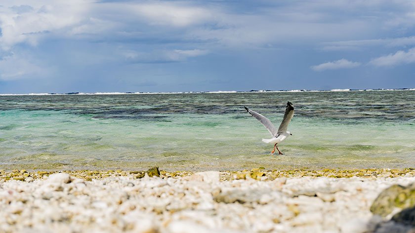 lady elliot island