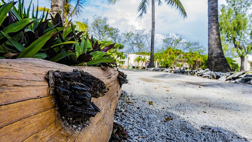 Lady Elliot Island photo