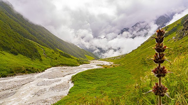 valley of flowers national park