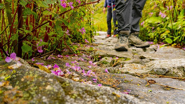 valley of flowers trek