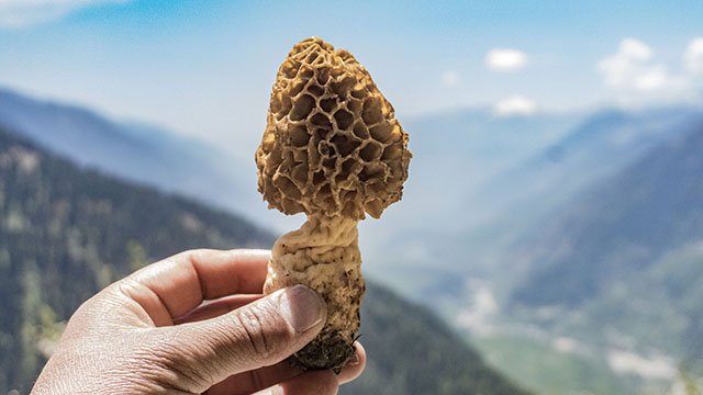 himalayan mushroom