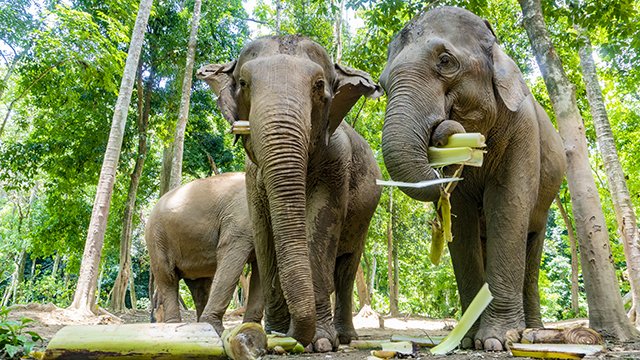 a bunch of elephants