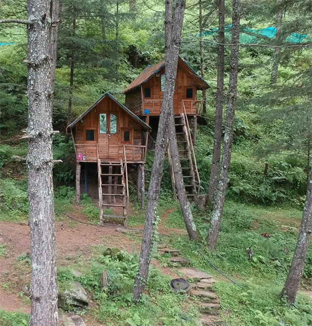 tree house in shimla