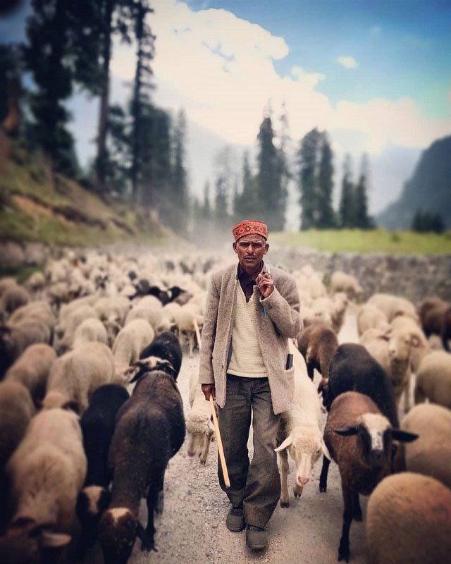 Himalaya Shelphard Himachal