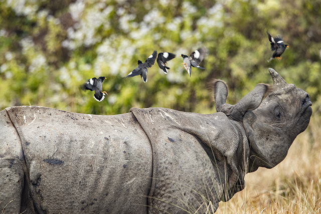 rhino in manas national park, bodoland