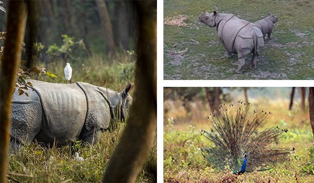 manas national park bodoland