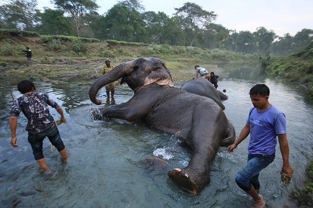 manas national park, bodoland