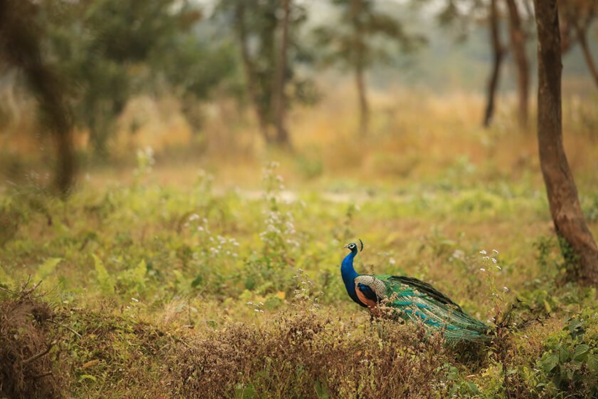 Manas National Park bodoland