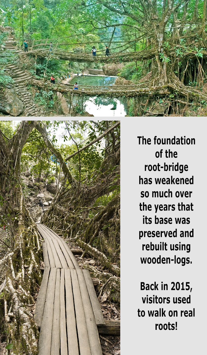 double-decker living root bridge