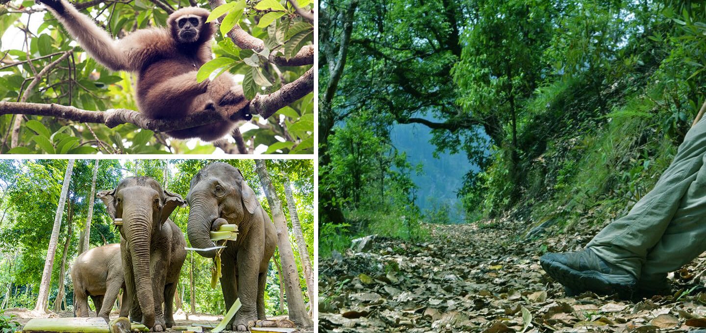 Hoollongapar Gibbon Wildlife Sanctuary - A Travel Blog