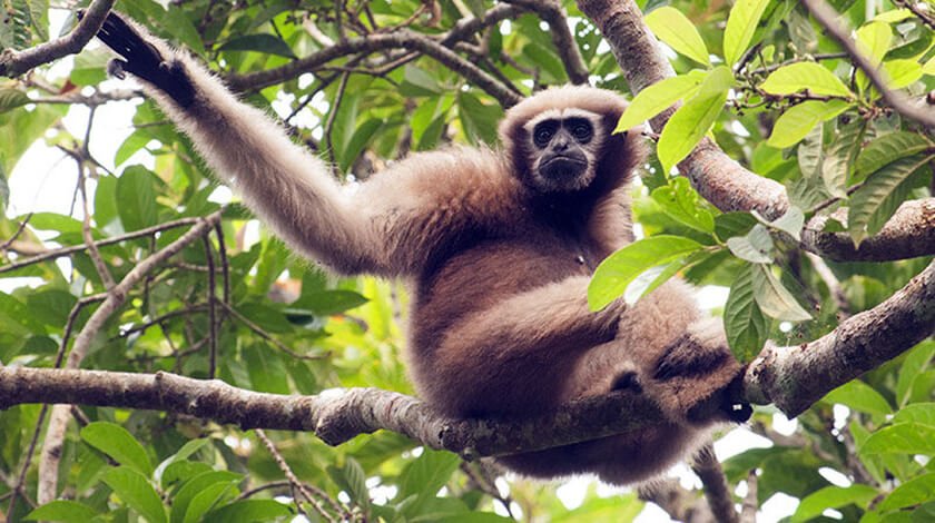 hoolangapar gibbon