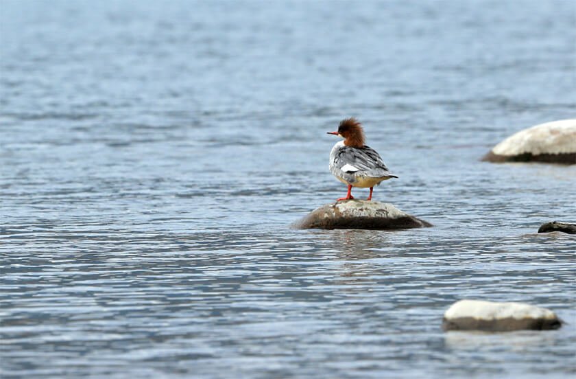 Manas National Park picture