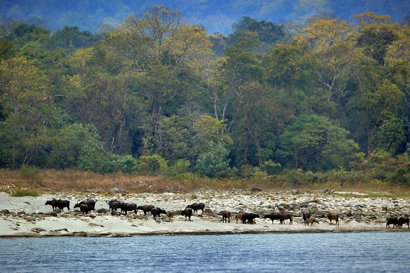 Manas National Park pictures