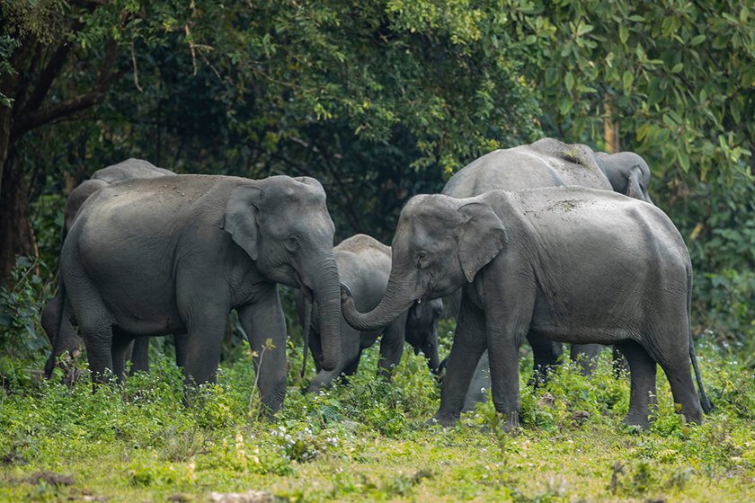 Manas National Park bodoland