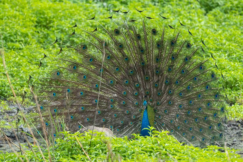 Manas National Park