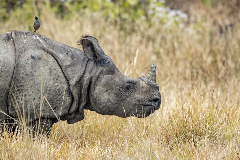 Manas National Park rhino