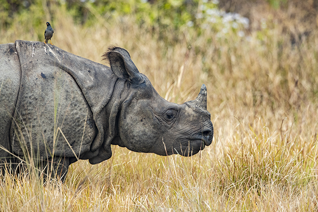 manas national park rhino
