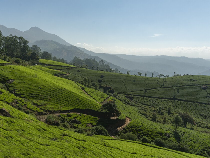 tea gardens kerala