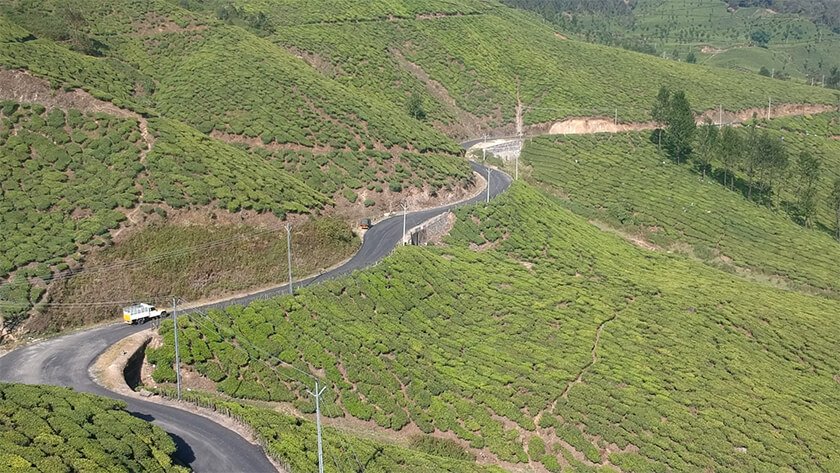 tea estate kerala