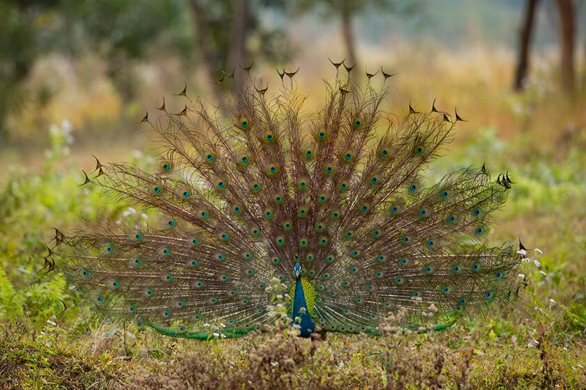 Manas National Park bodoland photo