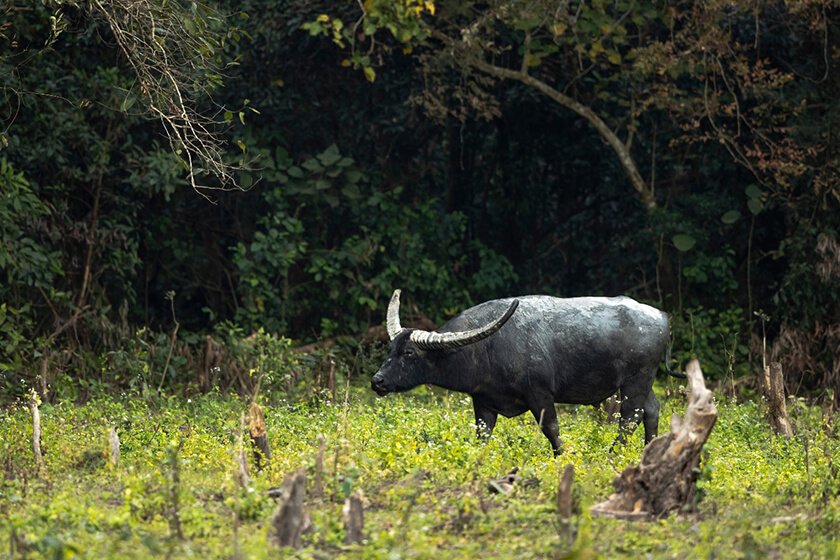 Manas National Park